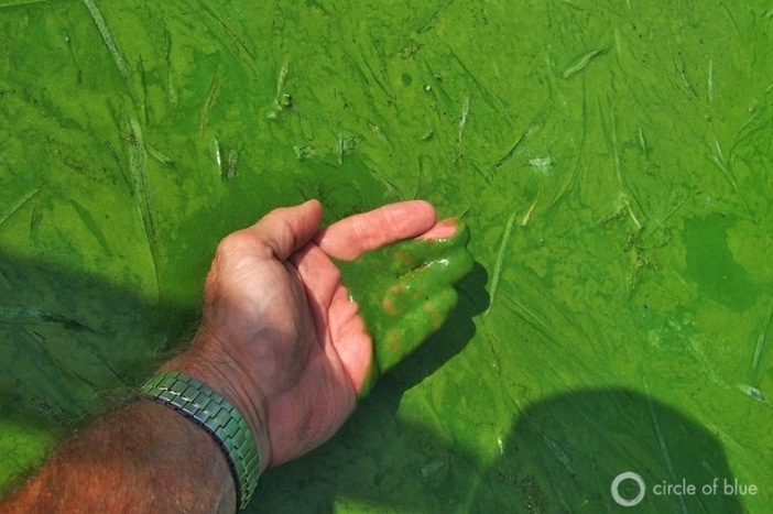 toxic-algae-bloom-on-lake-erie-6